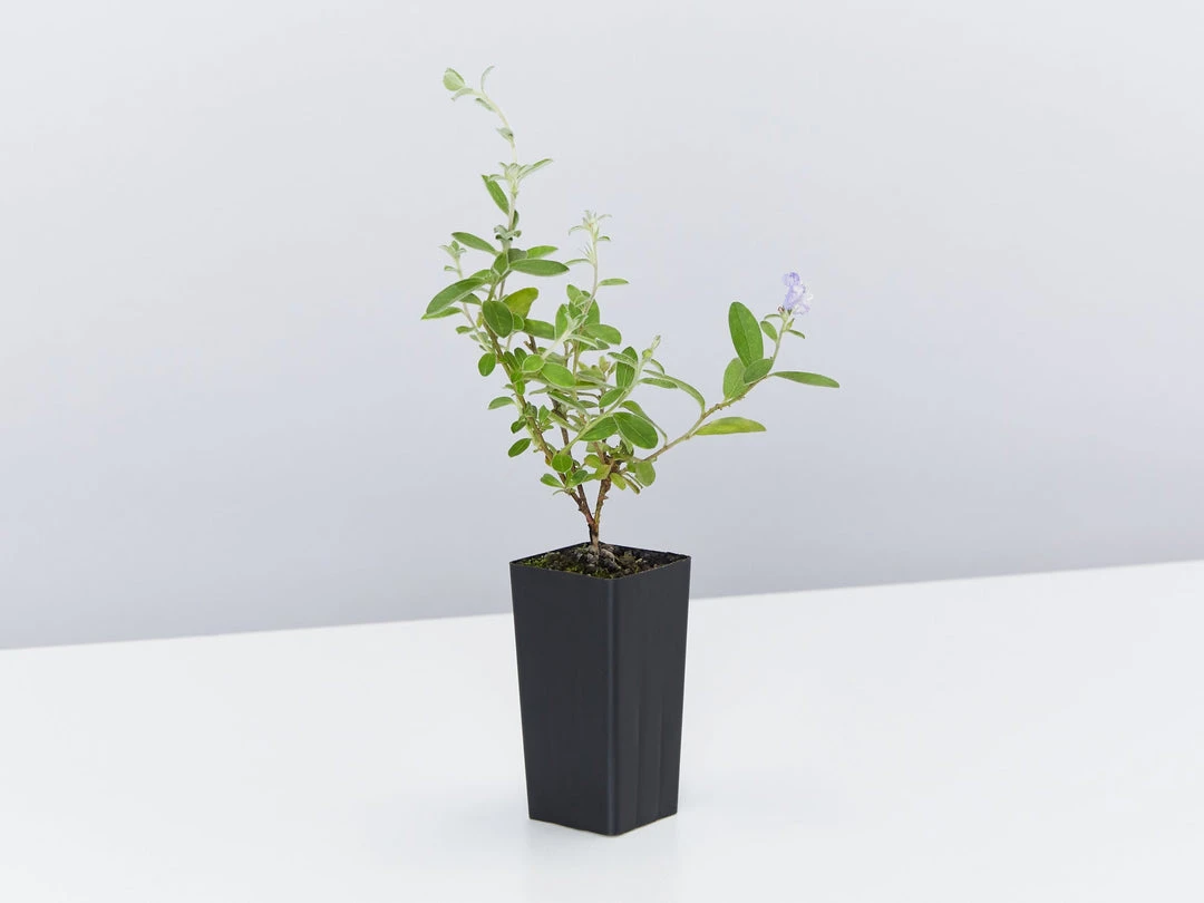 Shrubs Evolvulus Pilosus Blue 5 Shrubs Evolvulus Pilosus Blue