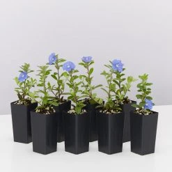 Shrubs Ground Covers Evolvulus Nummularius Blue Daze