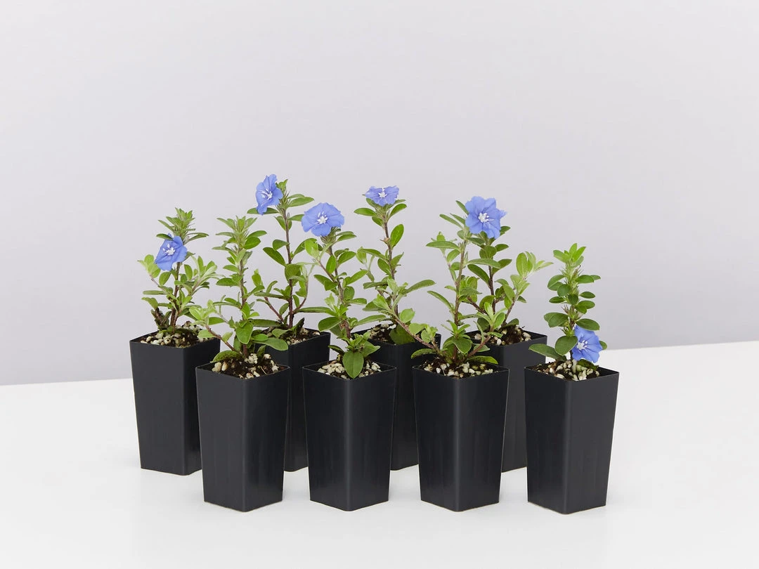 Shrubs Ground Covers Evolvulus Nummularius Blue Daze 4 Shrubs Ground Covers Evolvulus Nummularius Blue Daze