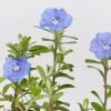 Shrubs Ground Covers Evolvulus Nummularius Blue Daze