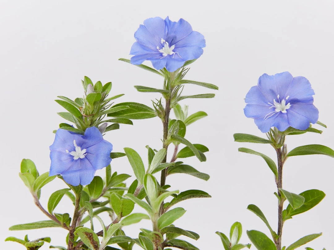 Shrubs Ground Covers Evolvulus Nummularius Blue Daze 3 Shrubs Ground Covers Evolvulus Nummularius Blue Daze