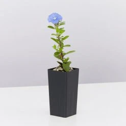 Shrubs Ground Covers Evolvulus Nummularius Blue Daze 10 Shrubs Ground Covers Evolvulus Nummularius Blue Daze