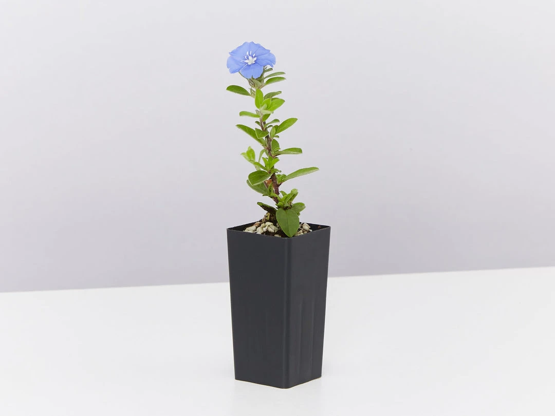 Shrubs Ground Covers Evolvulus Nummularius Blue Daze 6 Shrubs Ground Covers Evolvulus Nummularius Blue Daze