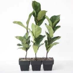 Indoor Garden Assorted Ficus - 85mm Plant Packs