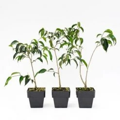 Indoor Garden Assorted Ficus - 85mm Plant Packs