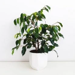 Indoor Garden Assorted Ficus - 85mm Plant Packs