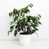 Indoor Garden Ficus Midnight Beauty 2 Indoor Garden Ficus Midnight Beauty