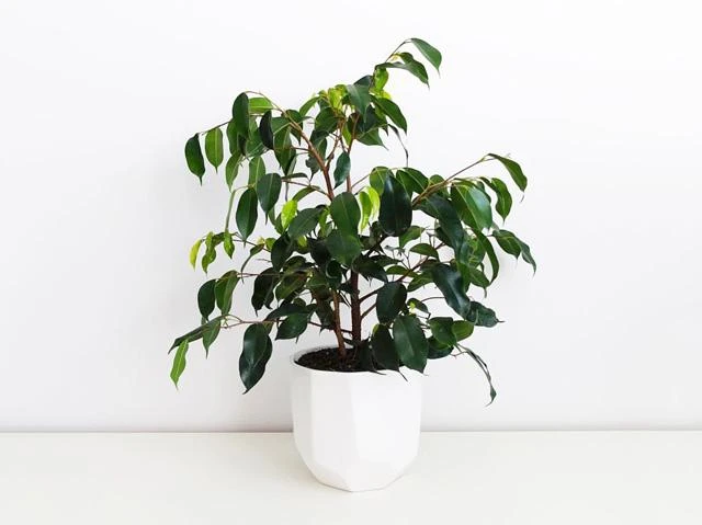 Indoor Garden Ficus Midnight Beauty 3 Indoor Garden Ficus Midnight Beauty