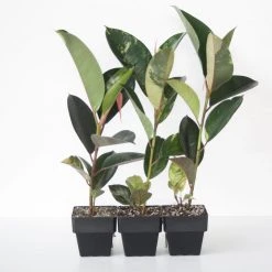 Indoor Garden Assorted Ficus - 85mm Plant Packs