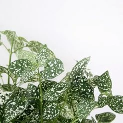 Shrubs Hypoestes Confetti Compact White 7 Shrubs Hypoestes Confetti Compact White