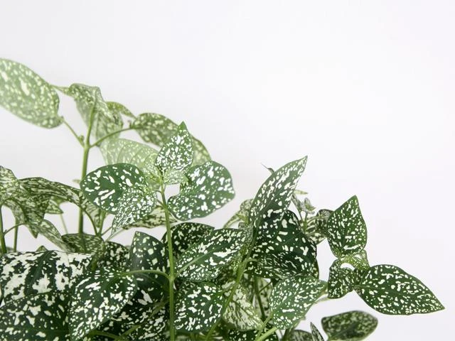 Shrubs Hypoestes Confetti Compact White 5 Shrubs Hypoestes Confetti Compact White