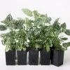 Shrubs Hypoestes Confetti Compact White 2 Shrubs Hypoestes Confetti Compact White