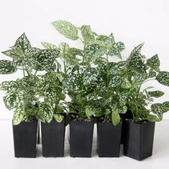 Shrubs Hypoestes Confetti Compact White
