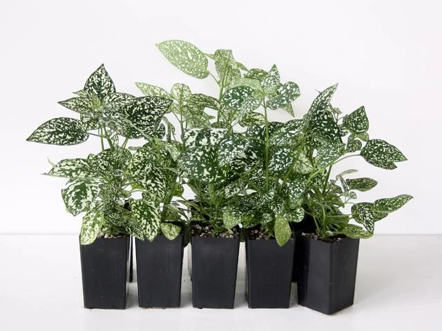 Shrubs Hypoestes Confetti Compact White 3 Shrubs Hypoestes Confetti Compact White