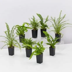 Indoor Garden Fern Mixed Pack 13 Indoor Garden Fern Mixed Pack