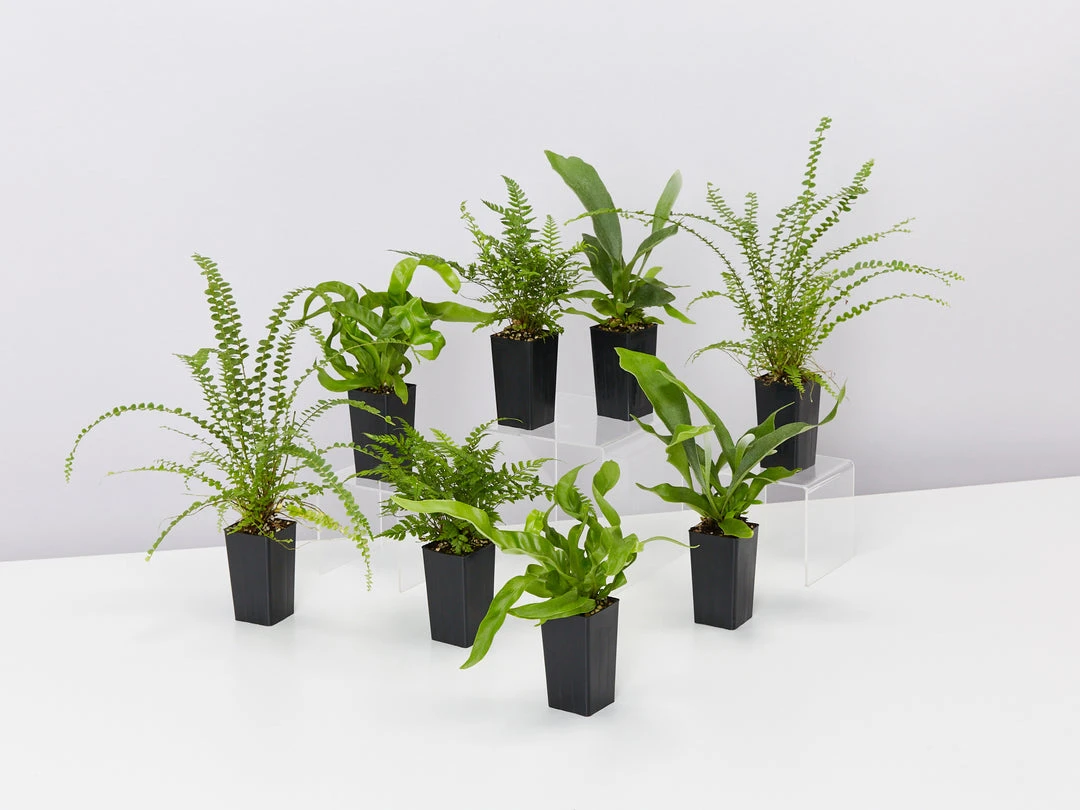 Indoor Garden Fern Mixed Pack 6 Indoor Garden Fern Mixed Pack
