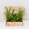 Indoor Garden Fern Mixed Pack
