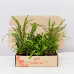 Indoor Garden Fern Mixed Pack