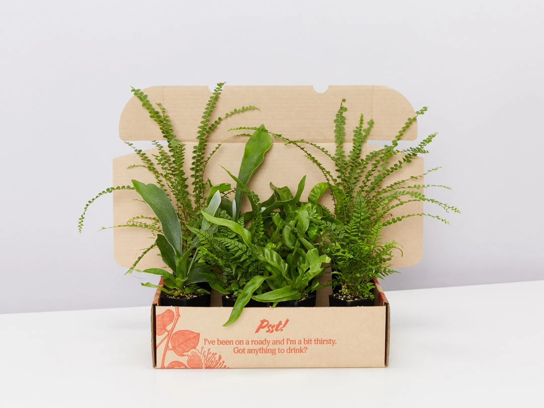 Indoor Garden Fern Mixed Pack 3 Indoor Garden Fern Mixed Pack