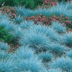 Shrubs Full Sun Festuca Glauca