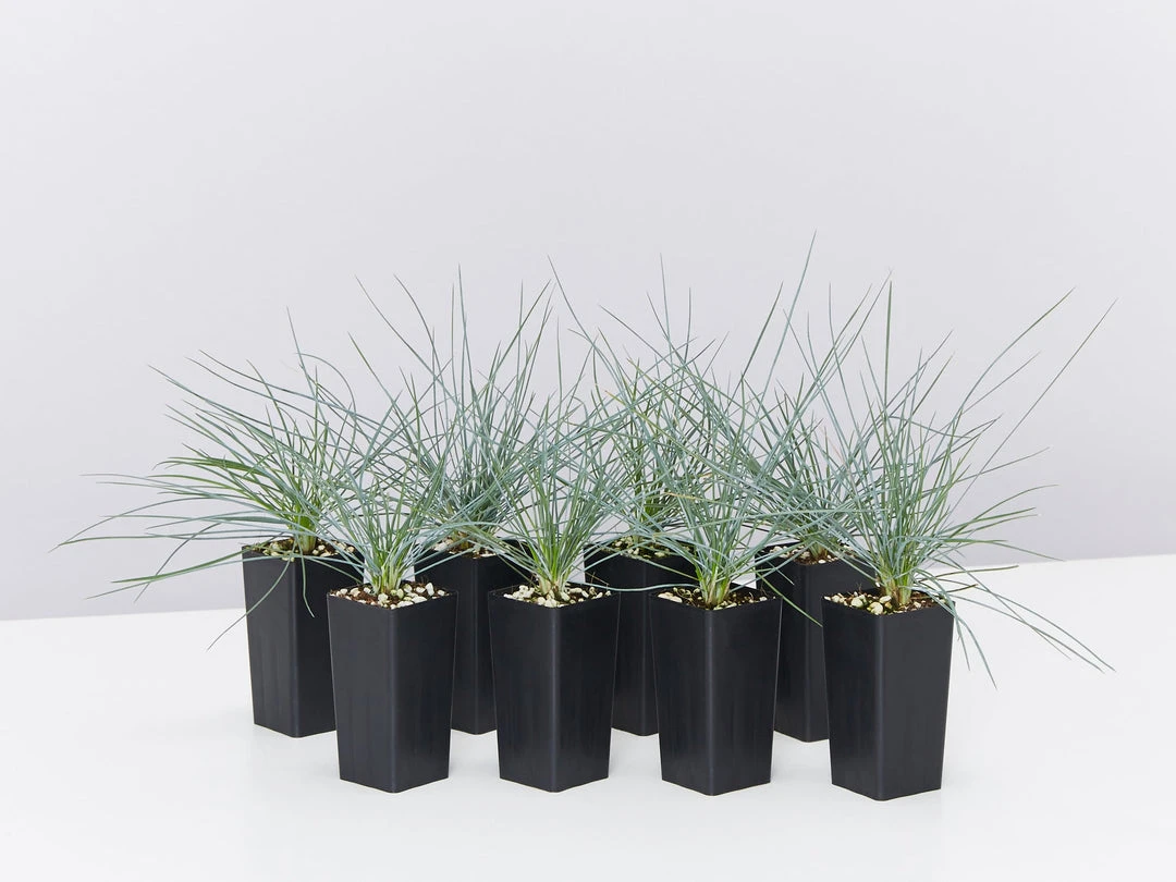 Shrubs Festuca Glauca Beyond Blue Border Plants 3 Shrubs Festuca Glauca Beyond Blue Border Plants