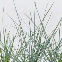 Shrubs Festuca Glauca Beyond Blue Border Plants 10 Shrubs Festuca Glauca Beyond Blue Border Plants