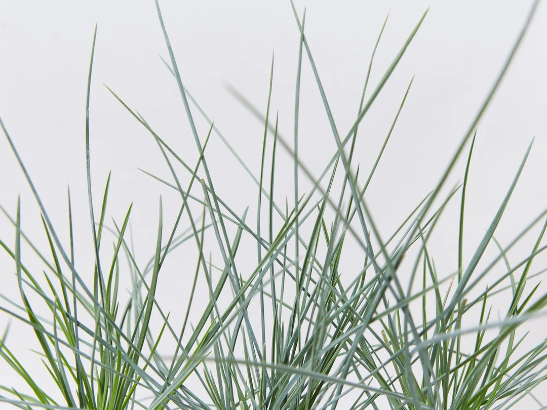 Shrubs Festuca Glauca Beyond Blue Border Plants 5 Shrubs Festuca Glauca Beyond Blue Border Plants