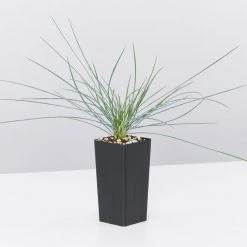 Shrubs Festuca Glauca Beyond Blue Border Plants 11 Shrubs Festuca Glauca Beyond Blue Border Plants