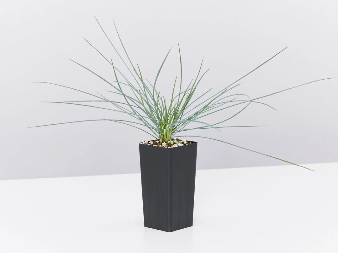 Shrubs Festuca Glauca Beyond Blue Border Plants 6 Shrubs Festuca Glauca Beyond Blue Border Plants