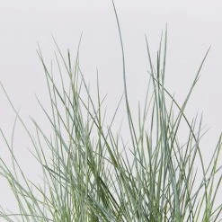 Shrubs Full Sun Festuca Glauca
