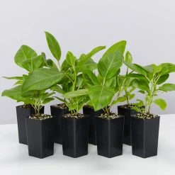 Indoor Garden Full Sun Ficus Altissima Yellow Gem