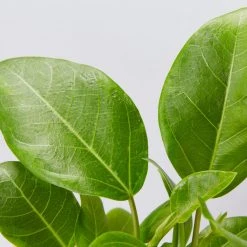 Indoor Garden Full Sun Ficus Altissima Yellow Gem