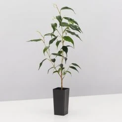 Indoor Garden The Plant Killers Houseplant Pack Easy Care Plants