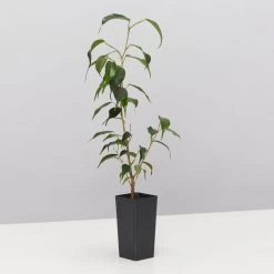 Indoor Garden Assorted Ficus Pack Plant Packs