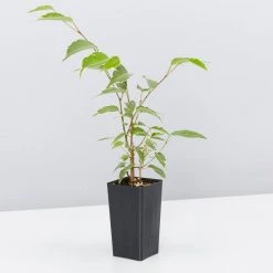 Indoor Garden Assorted Ficus Pack Plant Packs