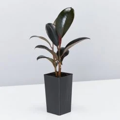 Indoor Garden Assorted Ficus Pack Plant Packs