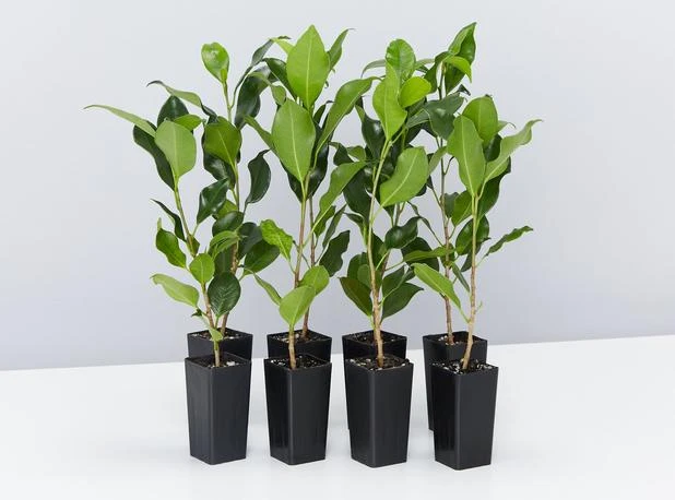 Hedge Full Sun Ficus Emerald 3 Hedge Full Sun Ficus Emerald