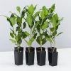 Shrubs Ficus Microcarpa Hillii Flash