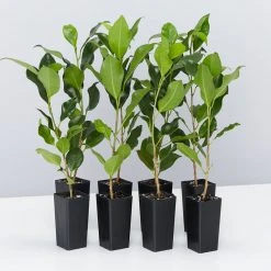 Shrubs Ficus Microcarpa Hillii Flash
