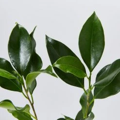 Shrubs Ficus Microcarpa Hillii Flash