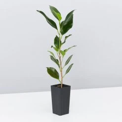 Shrubs Ficus Microcarpa Hillii Flash
