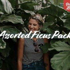 Indoor Garden Assorted Ficus - 85mm Plant Packs