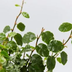 Indoor Garden Ficus Pumila Ice Caps Creeping Fig Shrubs