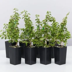 Indoor Garden Ficus Pumila Ice Caps Creeping Fig Shrubs