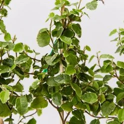Indoor Garden Ficus Pumila Ice Caps Creeping Fig Shrubs