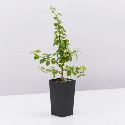 Indoor Garden Ficus Pumila Ice Caps Creeping Fig Shrubs