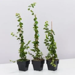 Shrubs Ficus Pumila Minima - Creeping Fig 85mm