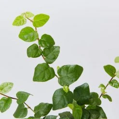 Shrubs Ficus Pumila Minima Creeping Fig