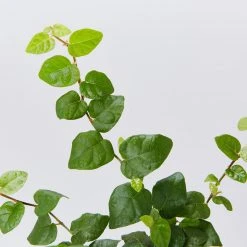 Shrubs Ficus Pumila Minima - Creeping Fig 85mm