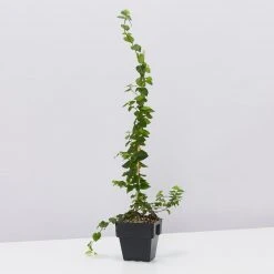 Shrubs Ficus Pumila Minima - Creeping Fig 85mm